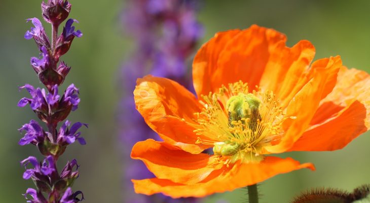 Quels sont les bienfaits de la sauge ?