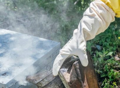 Les secrets de fabrication de la Gelée Royale par les abeilles