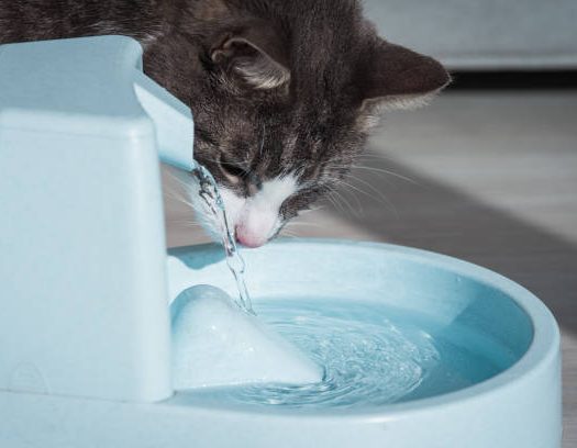 Comment nettoyer la fontaine à eau pour chat ?