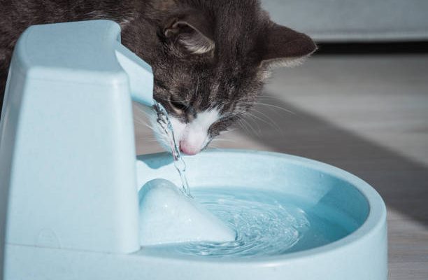 Comment nettoyer la fontaine à eau pour chat ?